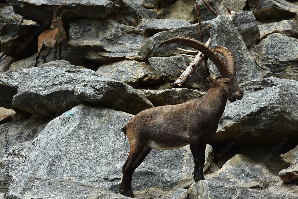 Alpensteinbock, Capra ibex, im Alpenzoo Innsbruck, Österreich Alpensteinbock, Capra ibex, im Alpenzoo Innsbruck, Österreich