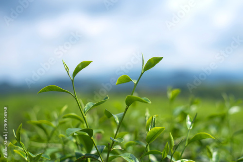 Quadro su tela Close up tea leaf shoots