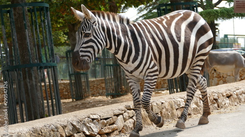 Zebre di Grant nello zoo