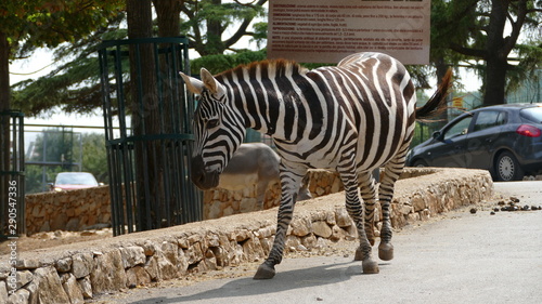 Zebre di Grant nello zoo photo