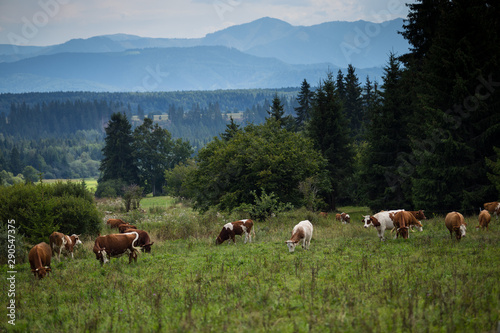Cows on pasture in High Tatras, Slovakia