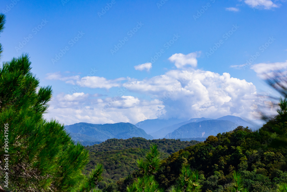 Mountains with Christmas trees against the blue sky with clouds. Beautiful panoramic view of firs and larches coniferous forest against blue sky.