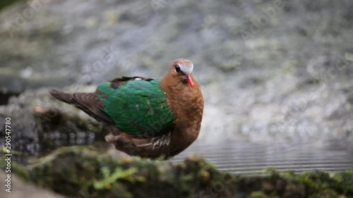 Common Emerald Dove ( Chalcophaps indica ) Swim in the pond.