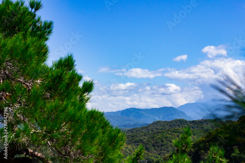 Mountains with Christmas trees against the blue sky with clouds. Beautiful panoramic view of firs and larches coniferous forest against blue sky.
