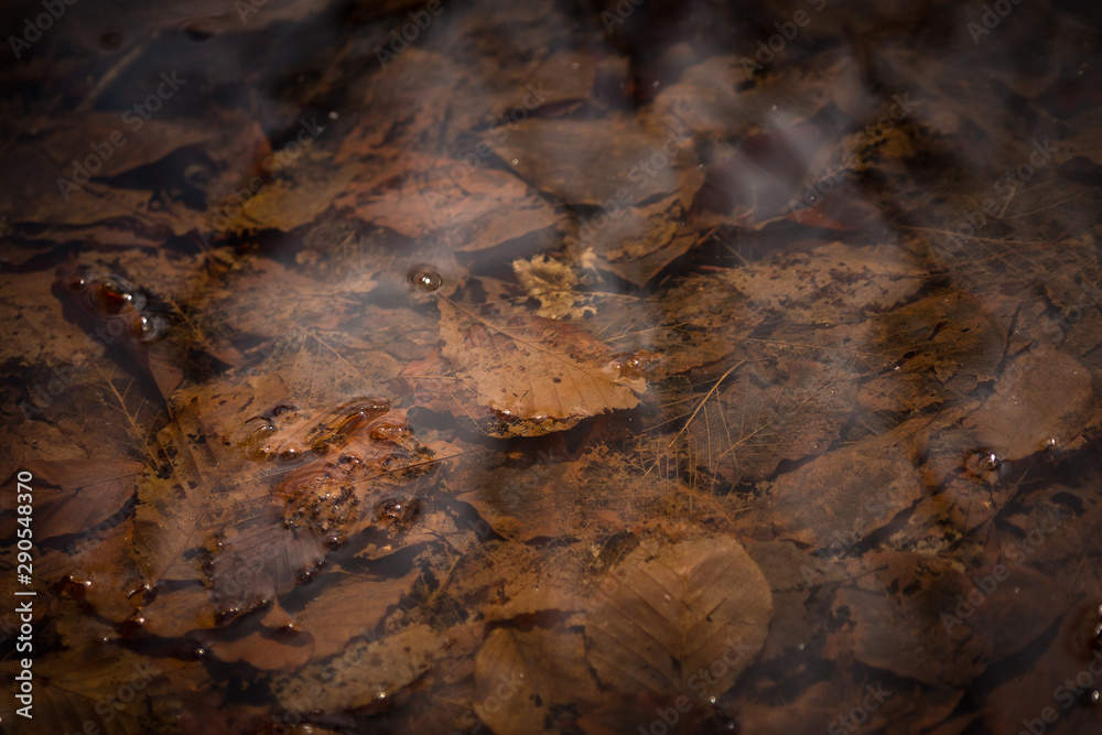 Leaves under water