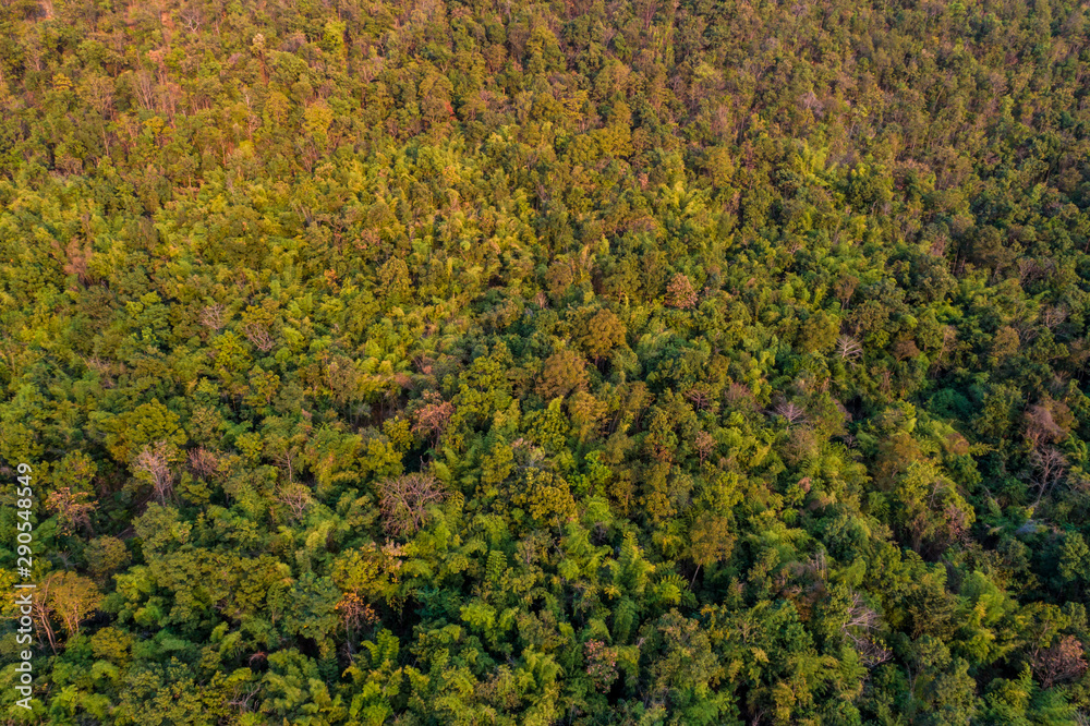 Mountain deep green tree forest nature landscape aerial view