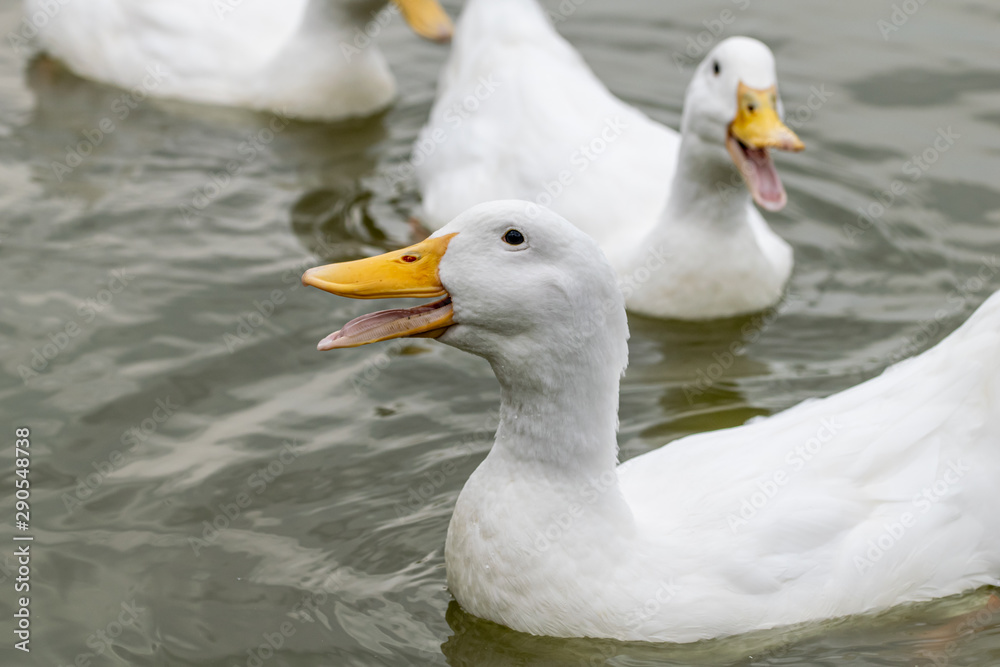 Heavy white pekin ducks (also known as aylesbury or long island ducks)