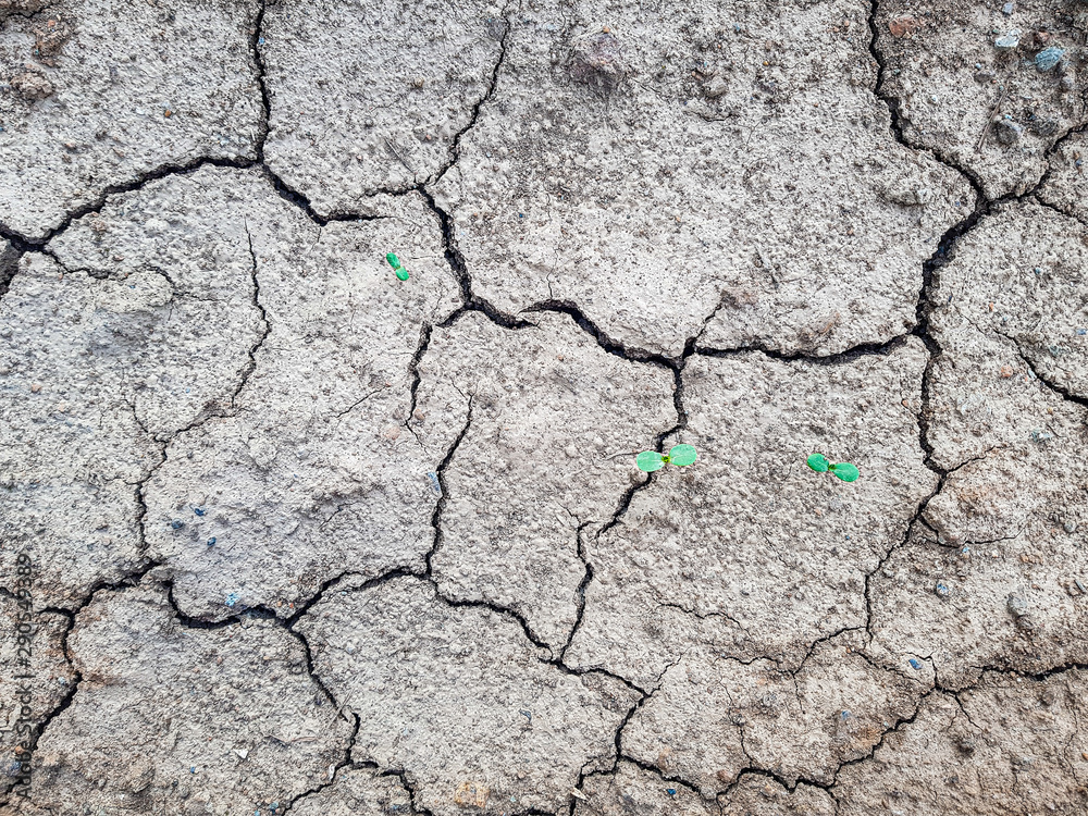 Fototapeta premium dry cracked earth