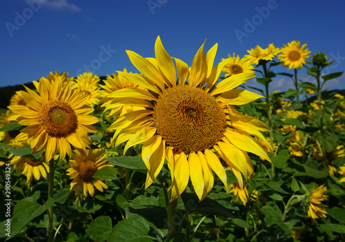 Sonnenblumen  helianthus annuus  sunflowers
