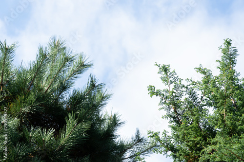 Green pine leaves on the blue sky