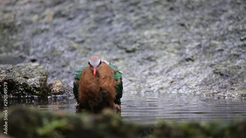 Common Emerald Dove ( Chalcophaps indica ) Swim in the pond.