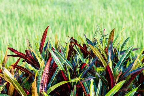 croton leaves fence on green fields background