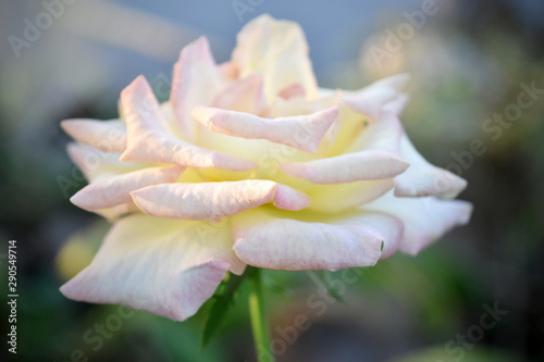 Natural white roses flower background.