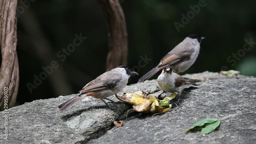 Sooty-headedbulbul eating bananas on the rocks in the forest.