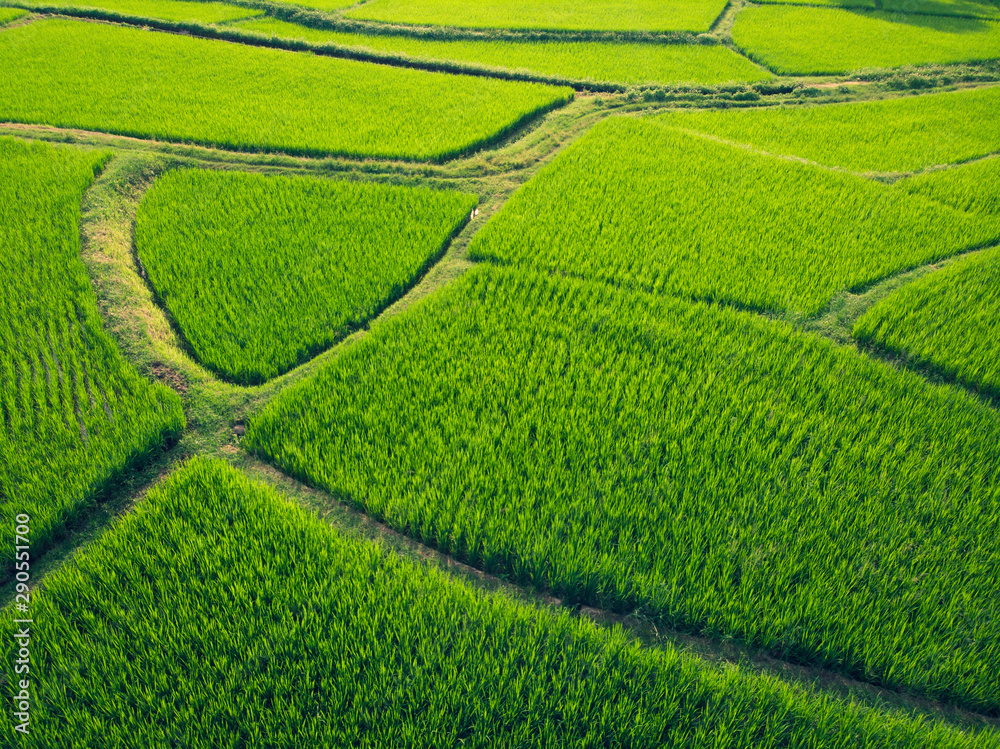 Aerial view Top view Green fields Start the planting season Summer of Thailand. Aerial view Top view Green fields Start the planting season Summer of Thailand.