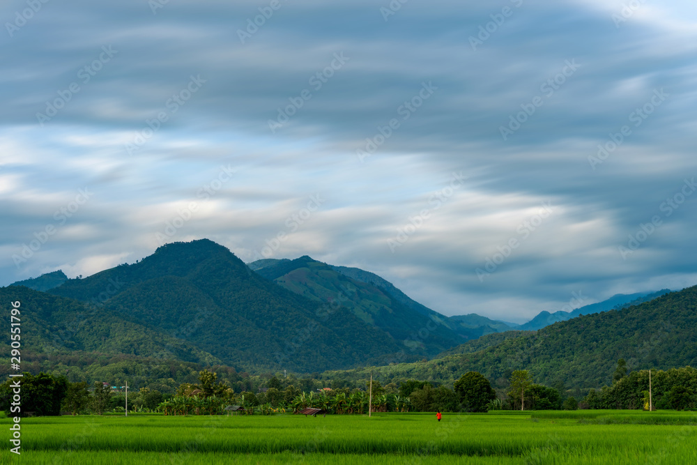 Rice plots or rice fields and mountainous scenery.