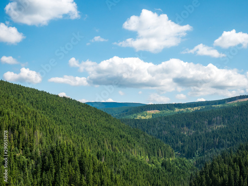 Mountain image with pines and clouds on a sunny sumer day