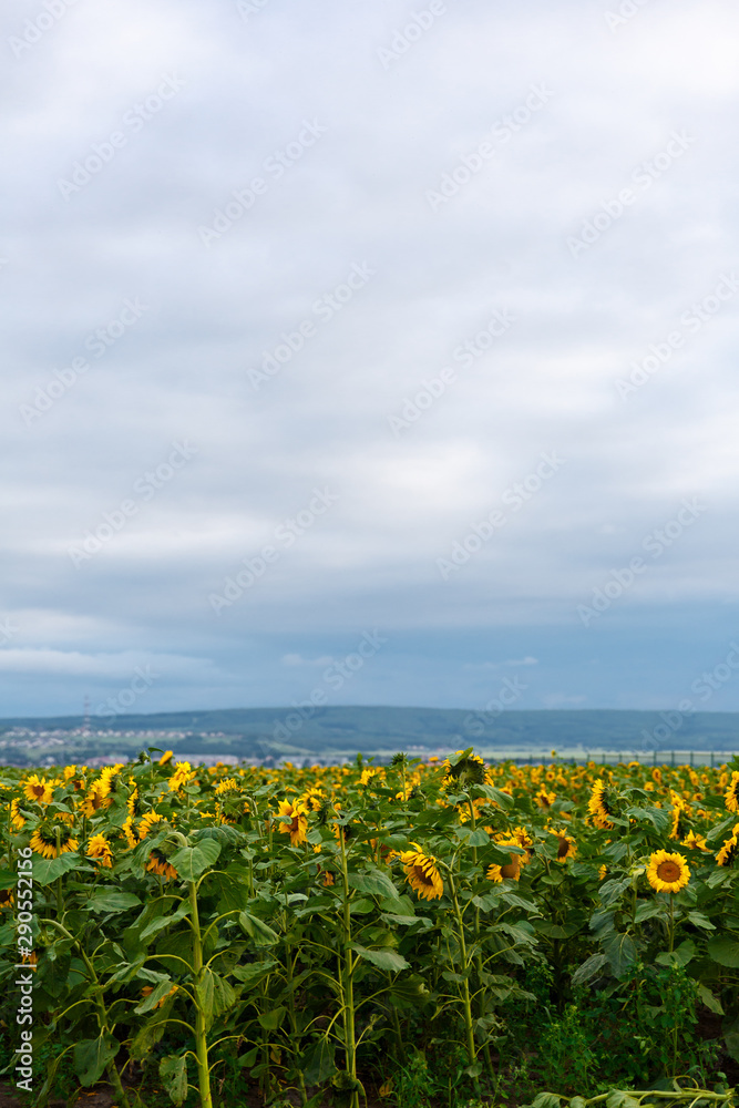 field of yellow sunflowers on a background of blue clouds