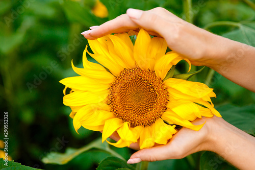 yellow sunflower in female hands on a background of sunflowers