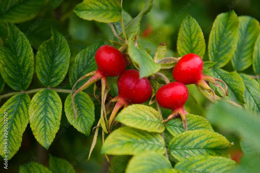 Rosehip ripe on the branch. Berries red wild roses.