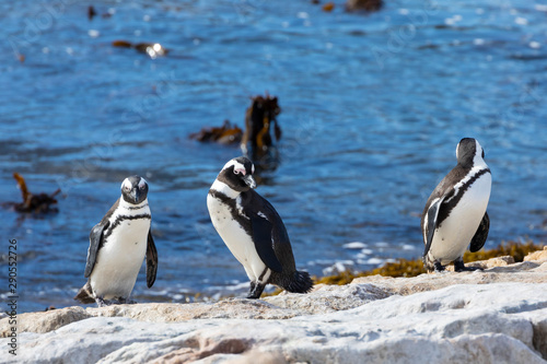 African Penguins  Spheniscus demersus  at Stony Point Nature Reserve  Bettys Bay  Overberg  South Africa sunning on rocks at edge of sea