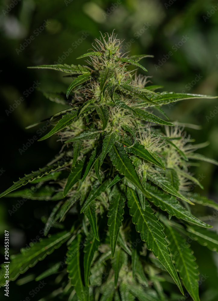 White Russian autoflower variety of marijuana with young blooms White Russian autoflower variety of marijuana with young blooms