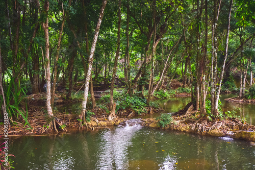 Landscape nature trees, Travel thailand
