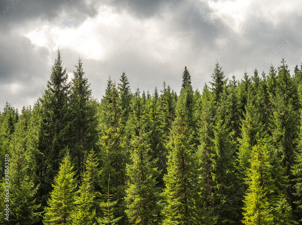 Mountain image with pines and clouds on a sunny sumer day Mountain image with pines and clouds on a sunny sumer day