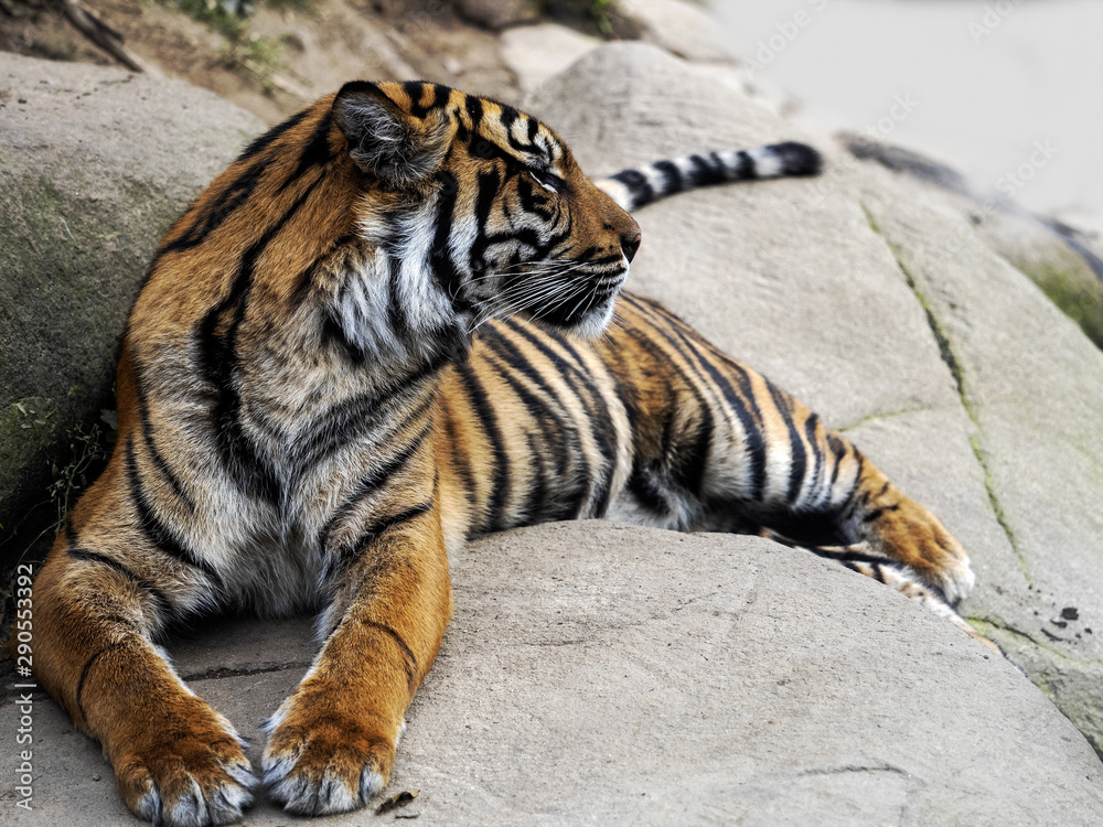 Fototapeta premium Sumatran Tiger, Panthera tigris sumatrae, lies and observes the surroundings