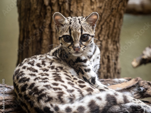 Margay, Leopardus wiedii, lies on a branch watching the surroundings
