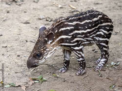 Young South American tapir, Tapirus terrestris is spotted