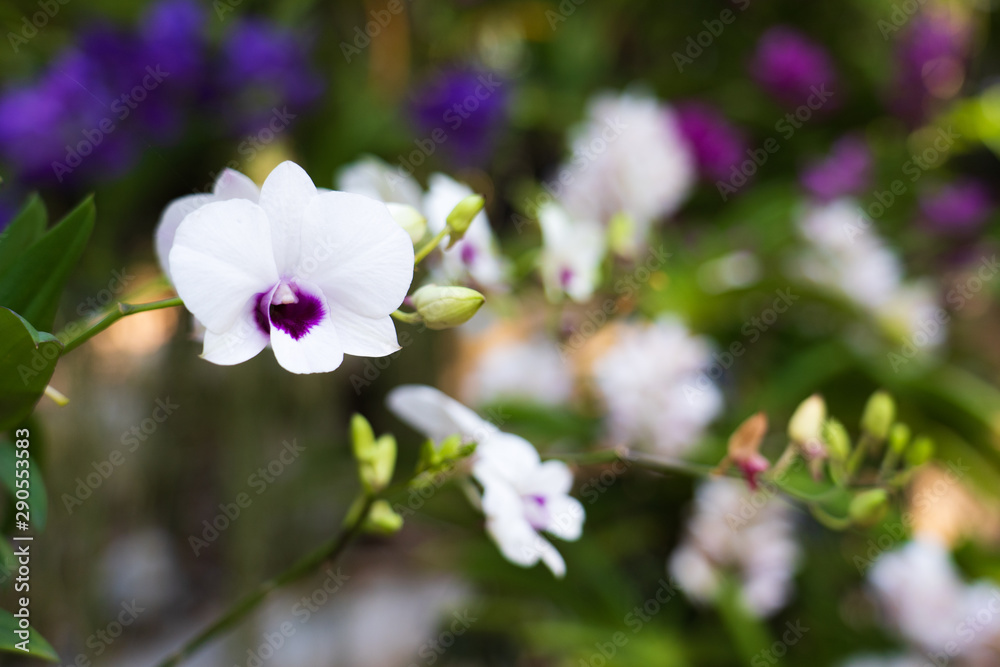 Beautiful orchid flowers background in the garden Beautiful orchid flowers background in the garden