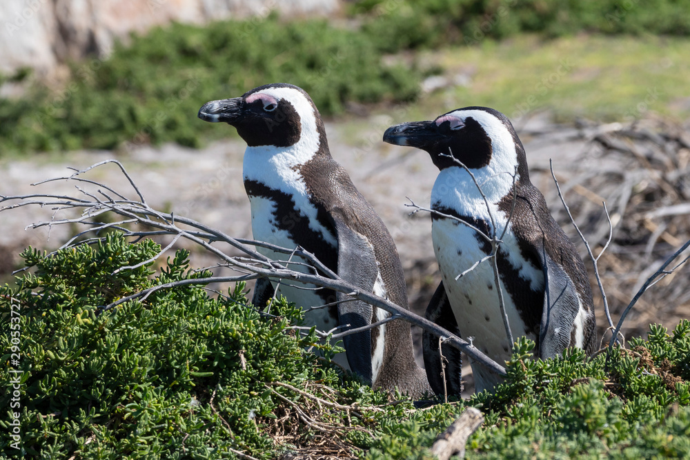Fototapeta premium African Penguin breeding pair, Spheniscus demersus, at Stony Point Nature Reserve, Bettys Bay, Overberg, South Africa listed as Vulnerable due to population decline 