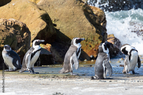 African Penguins, Spheniscus demersus, at Stony Point Nature Reserve, Bettys Bay, Overberg, South Africa listed as a Vulnerable Species due to declining population