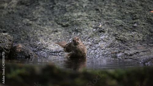 Stripe-throatedBulbul bathing in a pool in the forest.