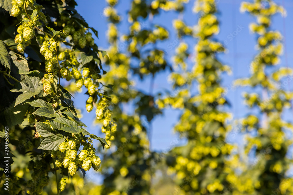 Hop field in Zatecz region, Czech Republic Hop field in Zatecz region, Czech Republic