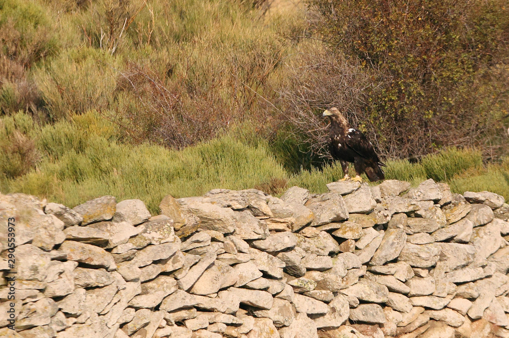 Spanish Imperial Eagle, birds, Aquila adalberti Spanish Imperial Eagle, birds, Aquila adalberti