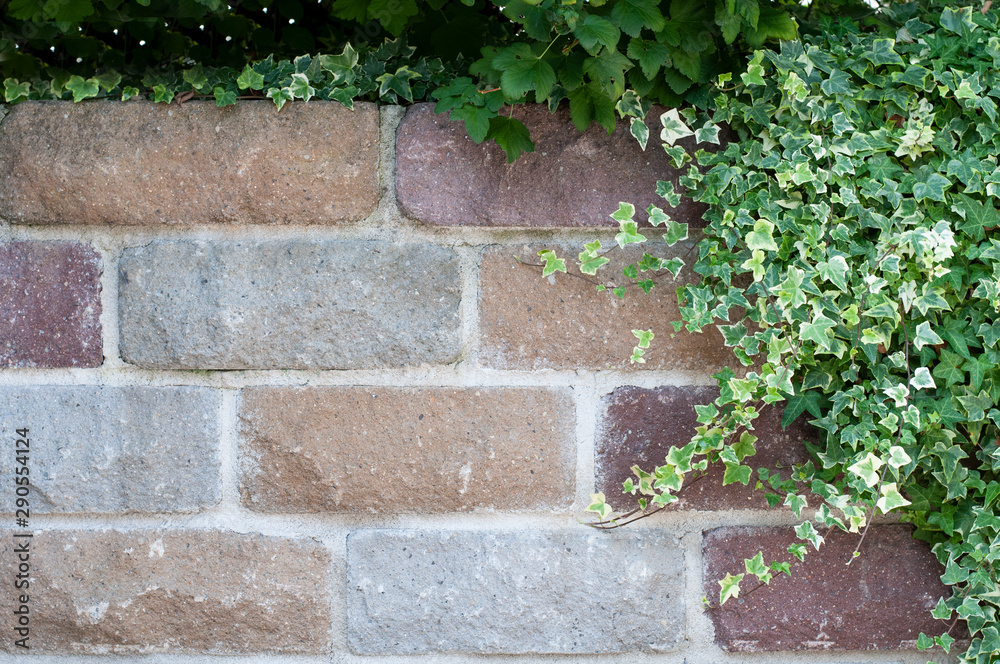 garden wall of sandstone blocks grown with ivy garden wall of sandstone blocks grown with ivy