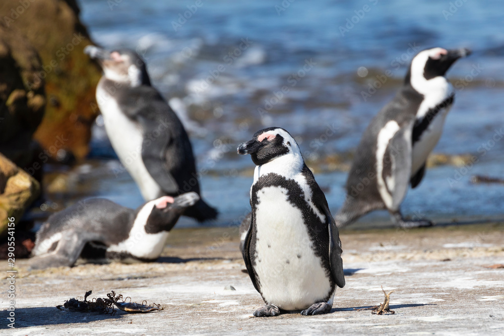 Fototapeta premium African Penguins, Spheniscus demersus, at Stony Point Nature Reserve, Bettys Bay, Overberg, South Africa listed as Vulnerable due to declining population 