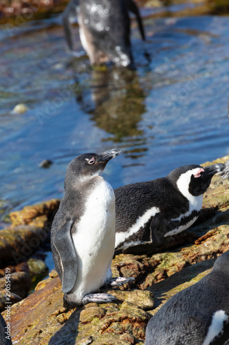 Juvenile African Penguin around six months old  Spheniscus demersus  at Stony Point Nature Reserve  Bettys Bay  Overberg  South Africa. Vulnerable bird species with declining population