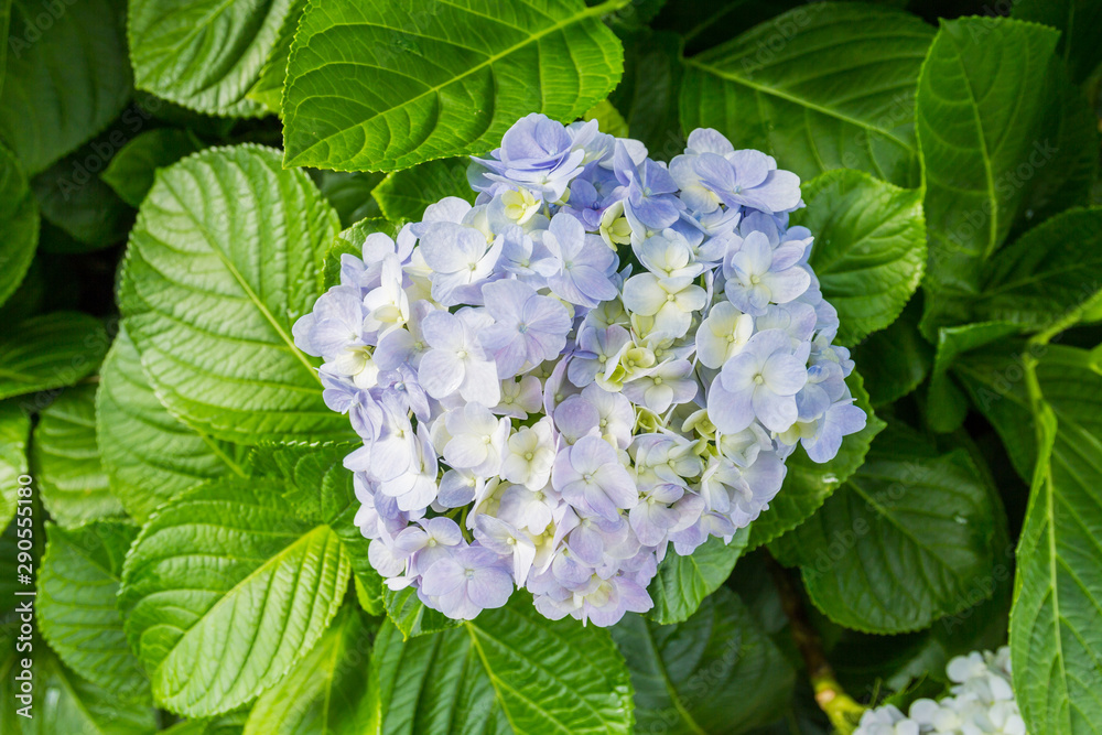Violet or purple hydrangea flowers with leaf Violet or purple hydrangea flowers with leaf