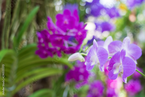 Beautiful orchid flowers background in the garden