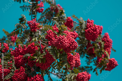 Large bright red bunch of mountain ash against a blue cloudless sky © Oksy001