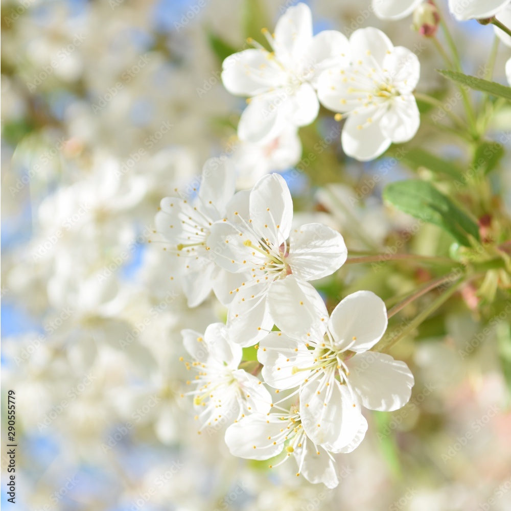 cherry blossoms cherry blossoms