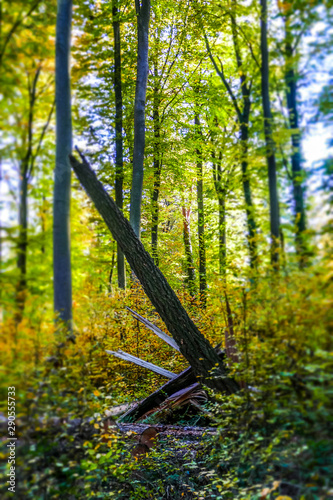 Wallpaper Mural Sonnenlicht im Herbstlichen Wald Torontodigital.ca