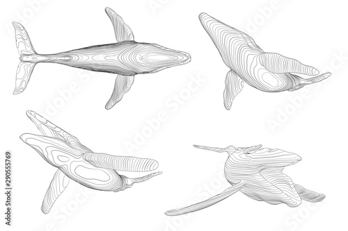 3d vector set. ocean protection. big blue whale