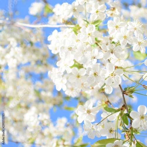 cherry blossom © Elina