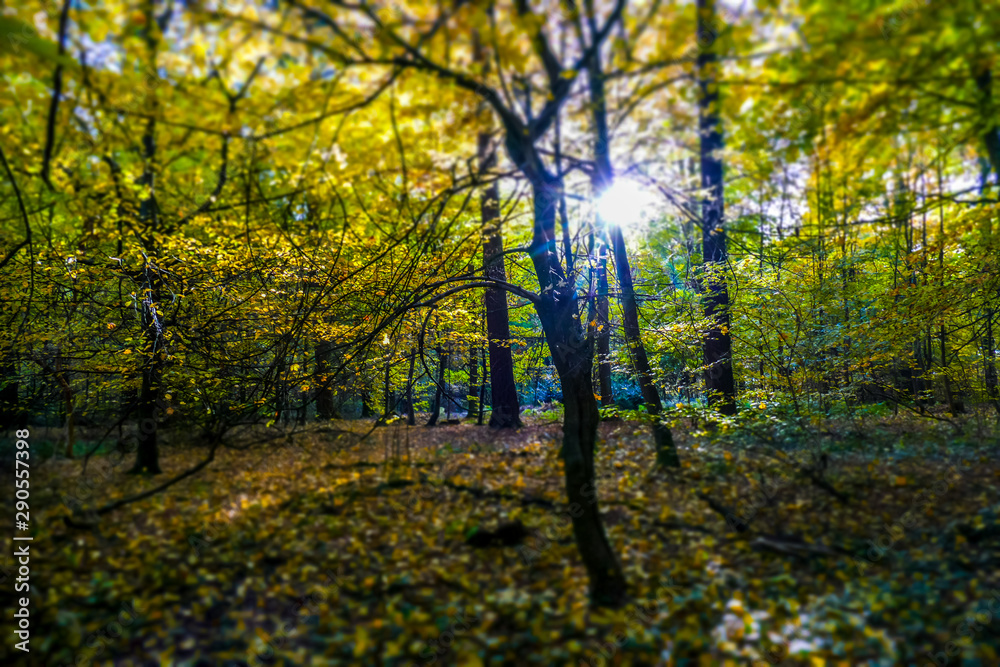 Sonnenlicht im Herbstlichen Wald