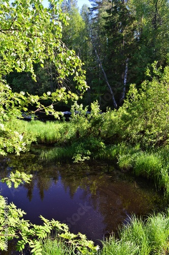 Kiiminki river Koiteli rapid in summertime. Verdant vegetation  little pond. Warm  sunny day.