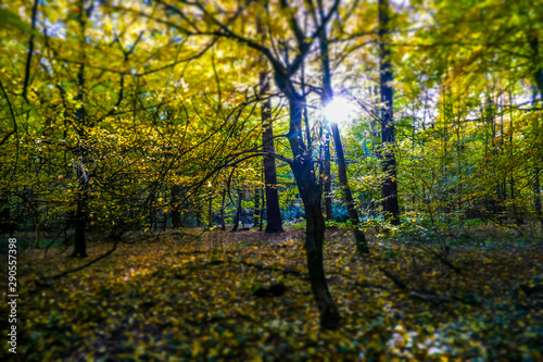 Sonnenlicht im Herbstlichen Wald